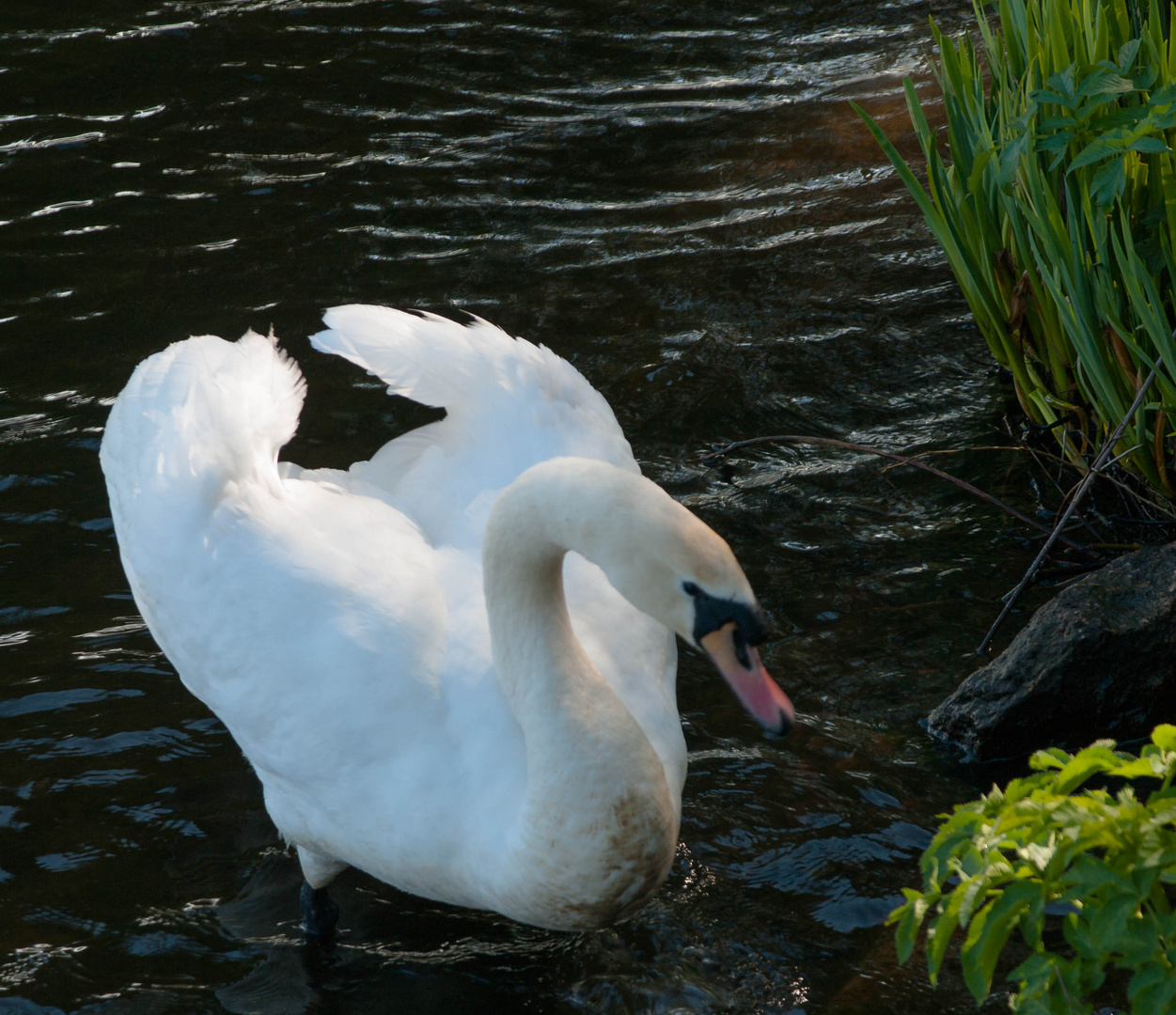 König der Alster