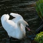 König der Alster