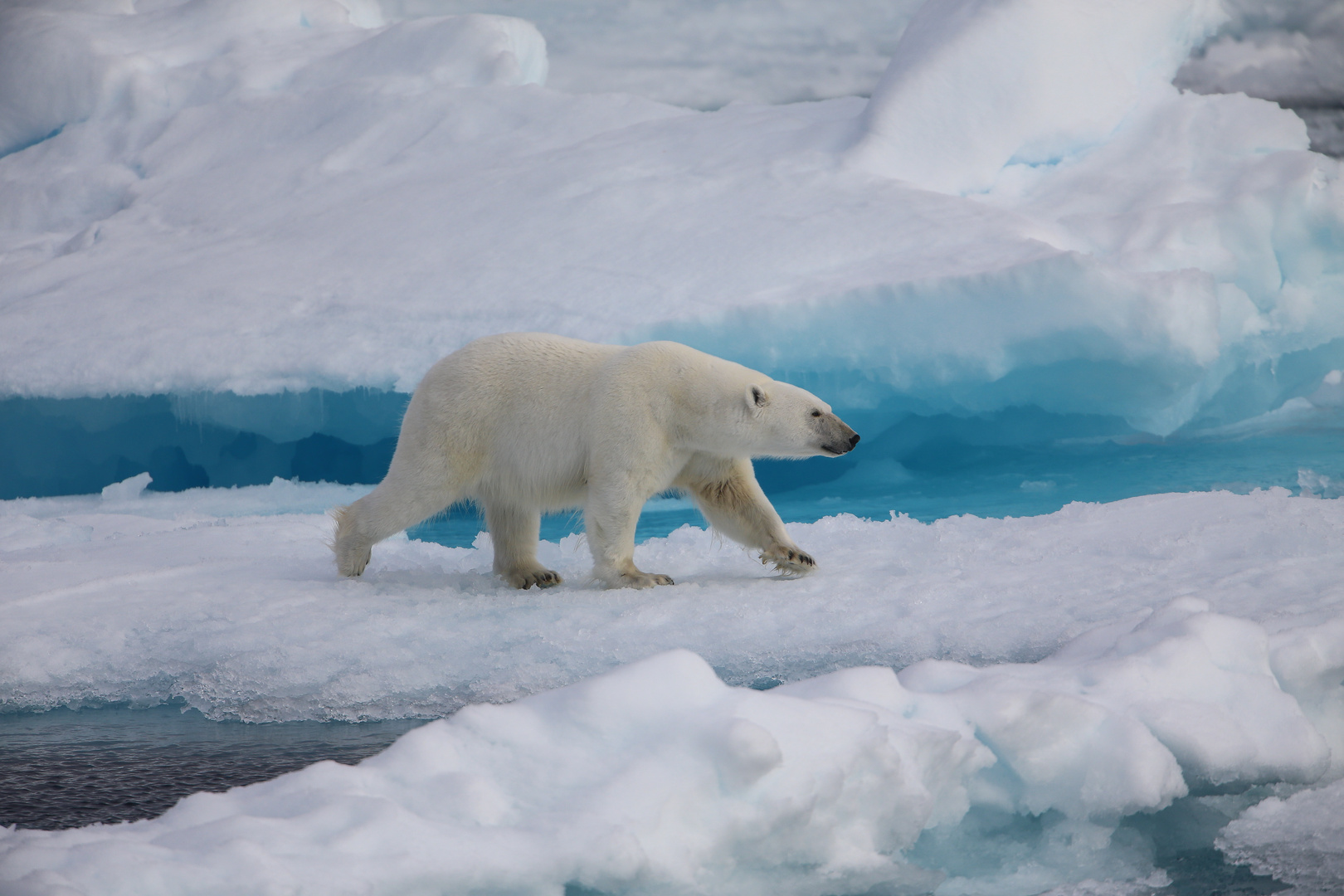 König der Arktis auf der Jagd Foto & Bild | tiere, wildlife, säugetiere ...