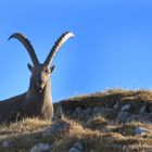 König der Berge