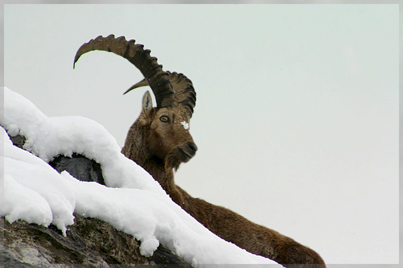 König der Berge