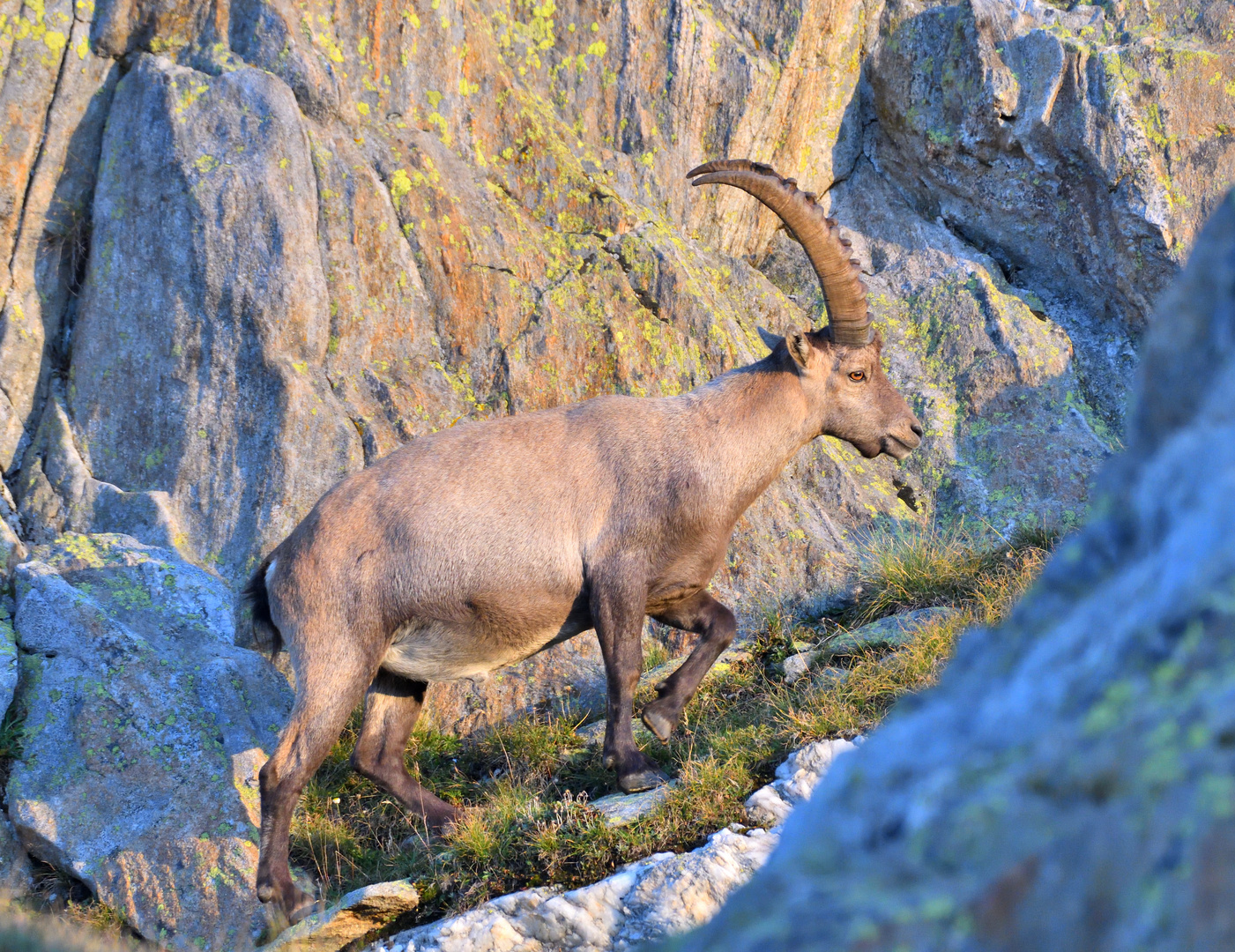 König der Berge