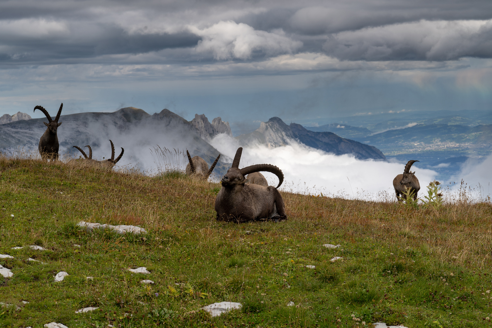 König der Berge