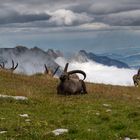 König der Berge