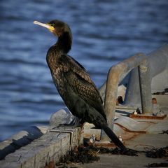 ~König der Fischer~