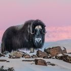 König der grönländischen Tundra