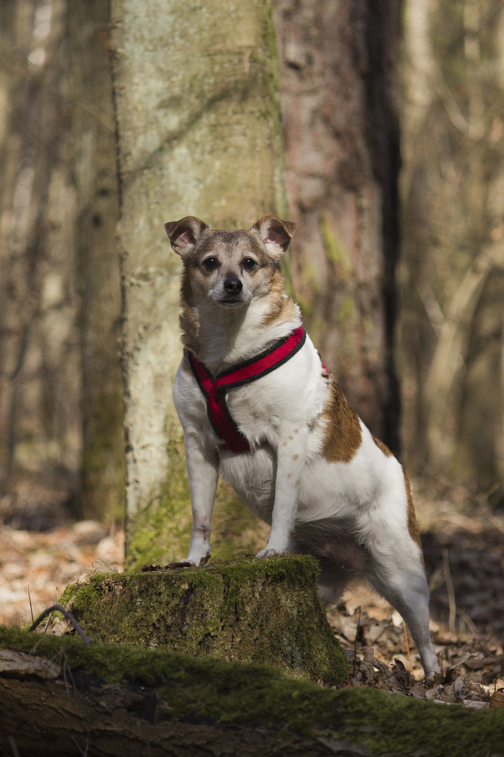 König der ...Hunde?