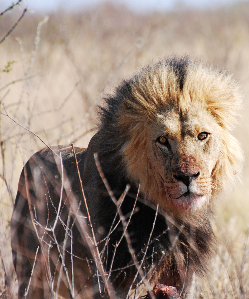 König der Kalahari