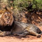 König der Kalahari