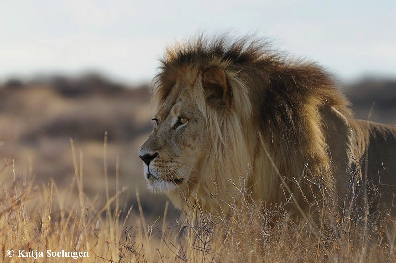 König der Kalahari