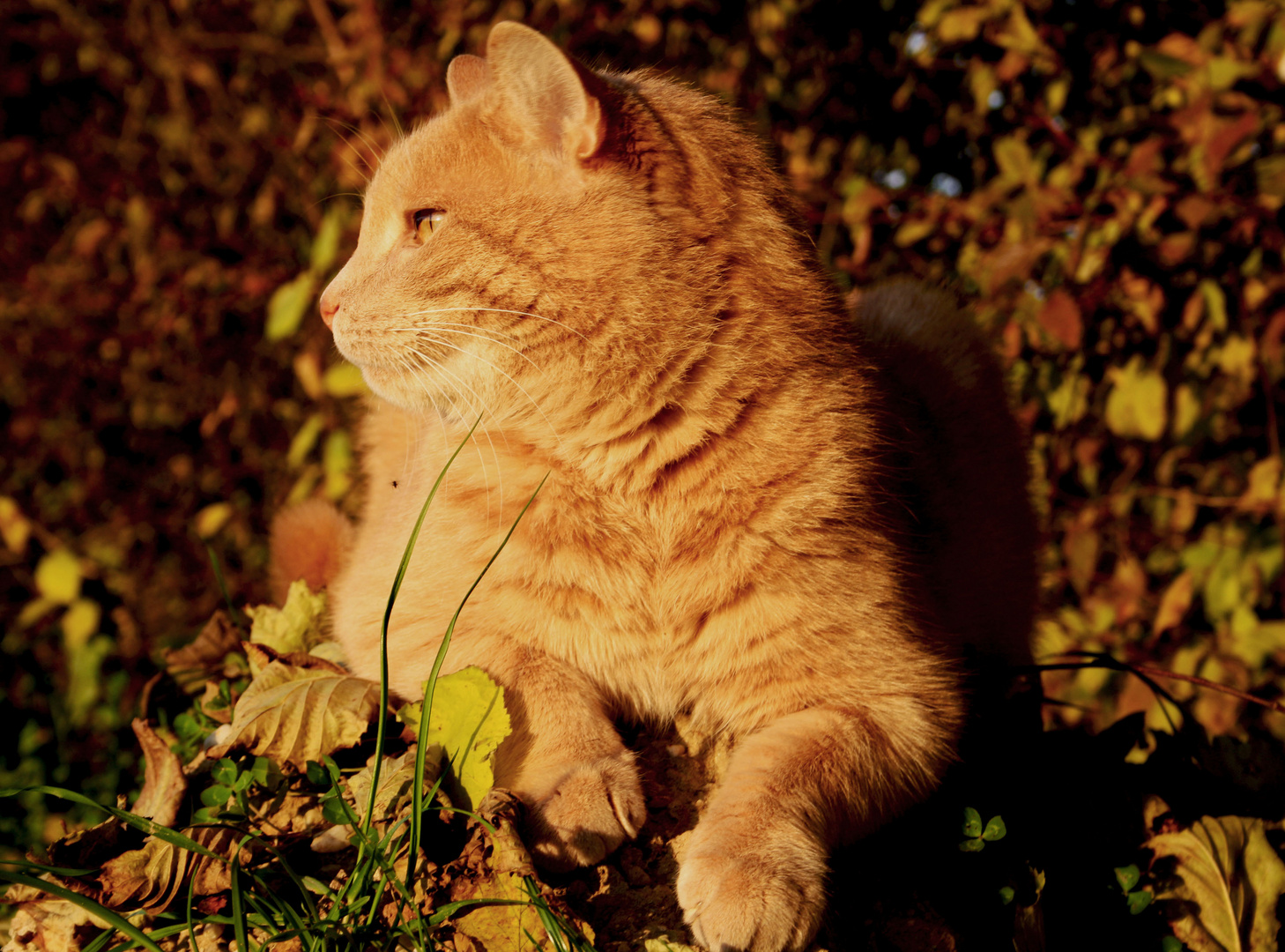 König der Katzen