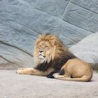 König der Löwe