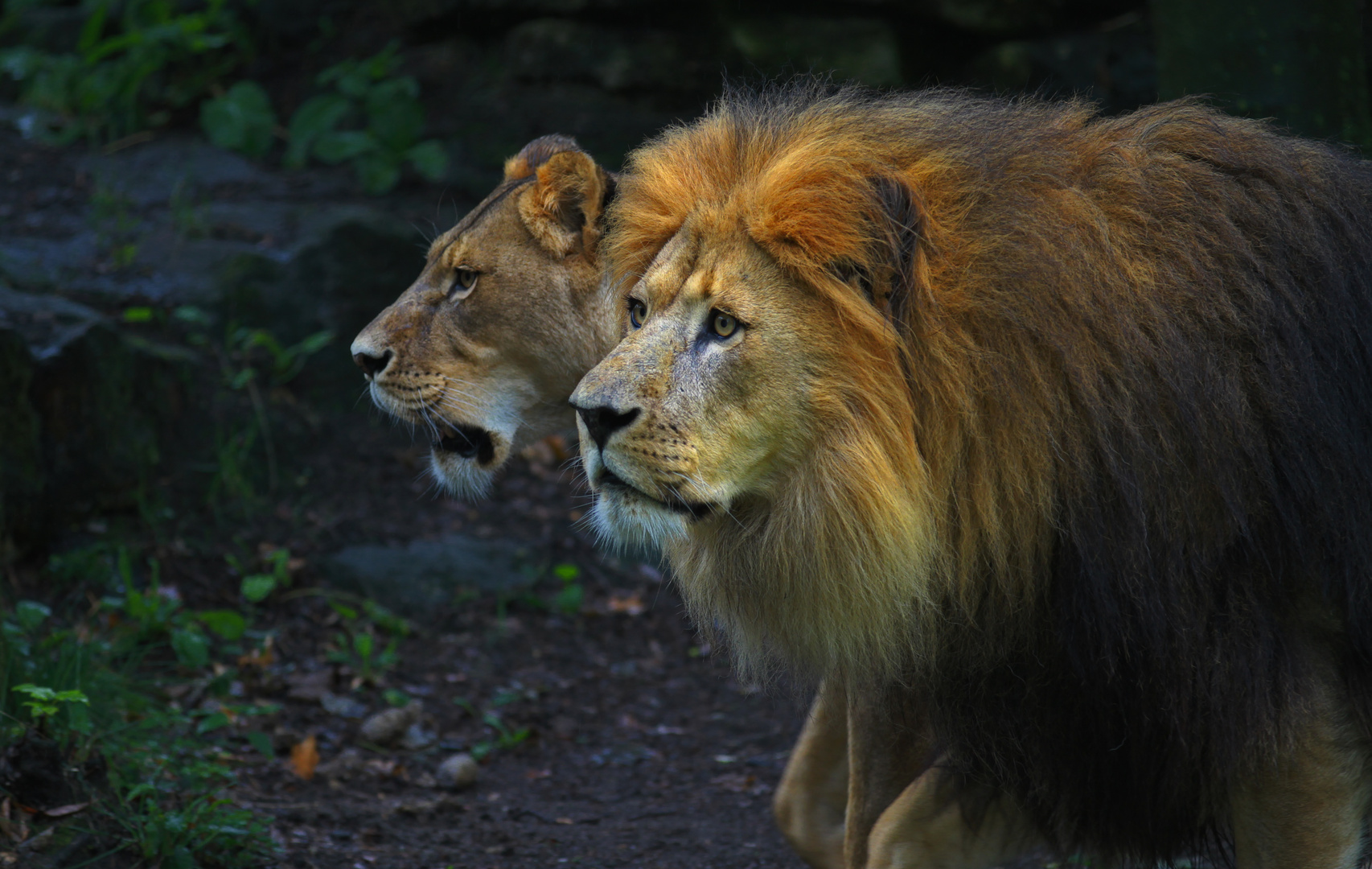 König der Löwen