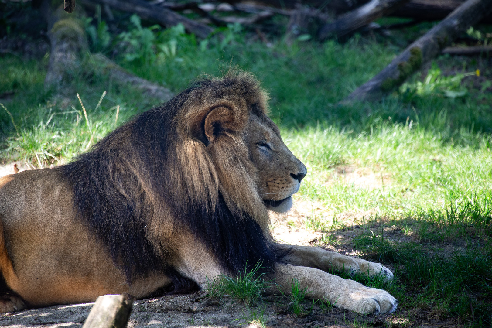 König der Löwen