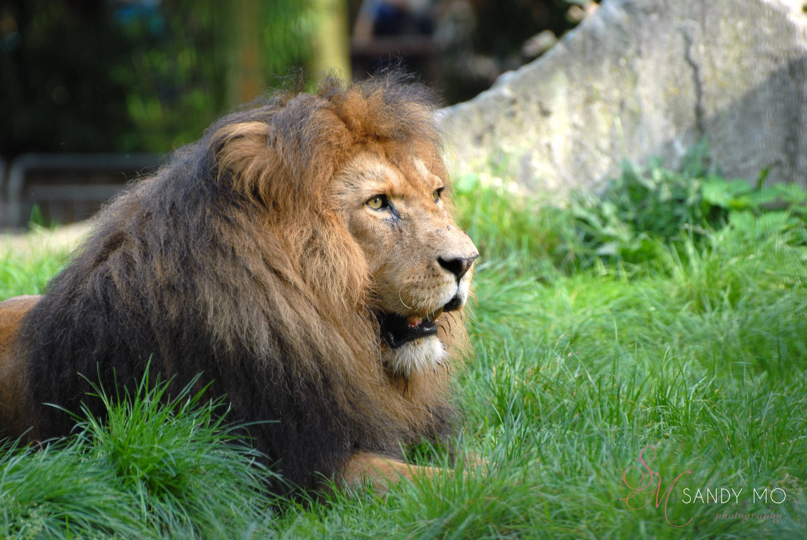 König der Löwen