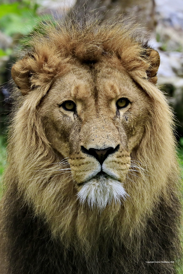 König der Löwen.