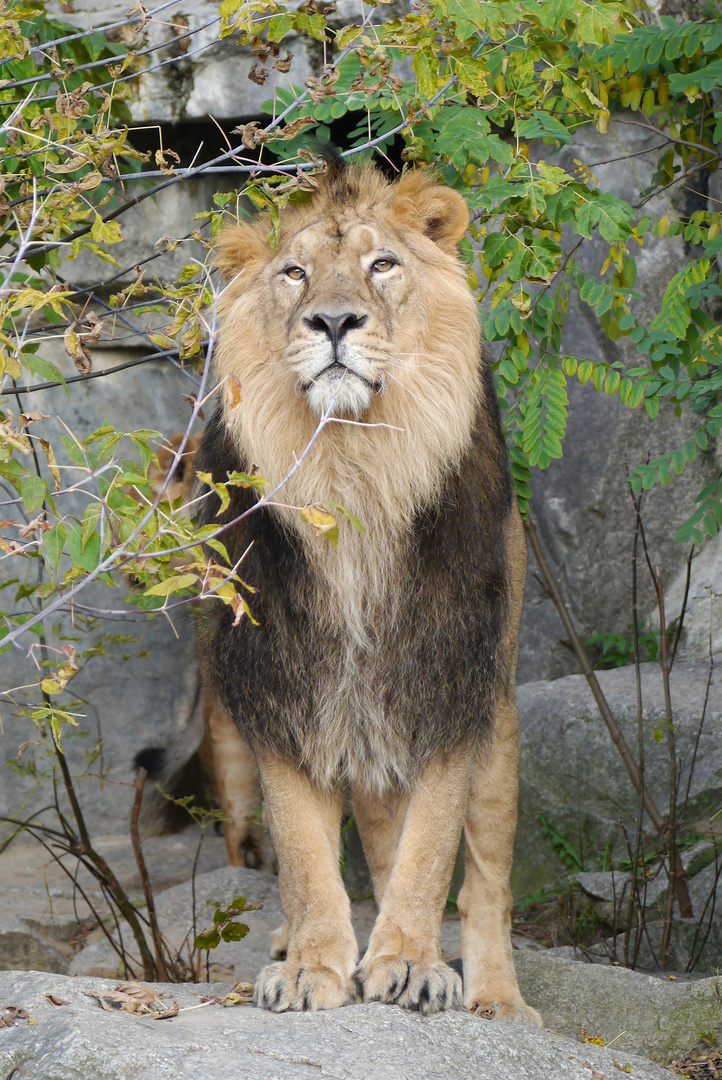 König der Löwen