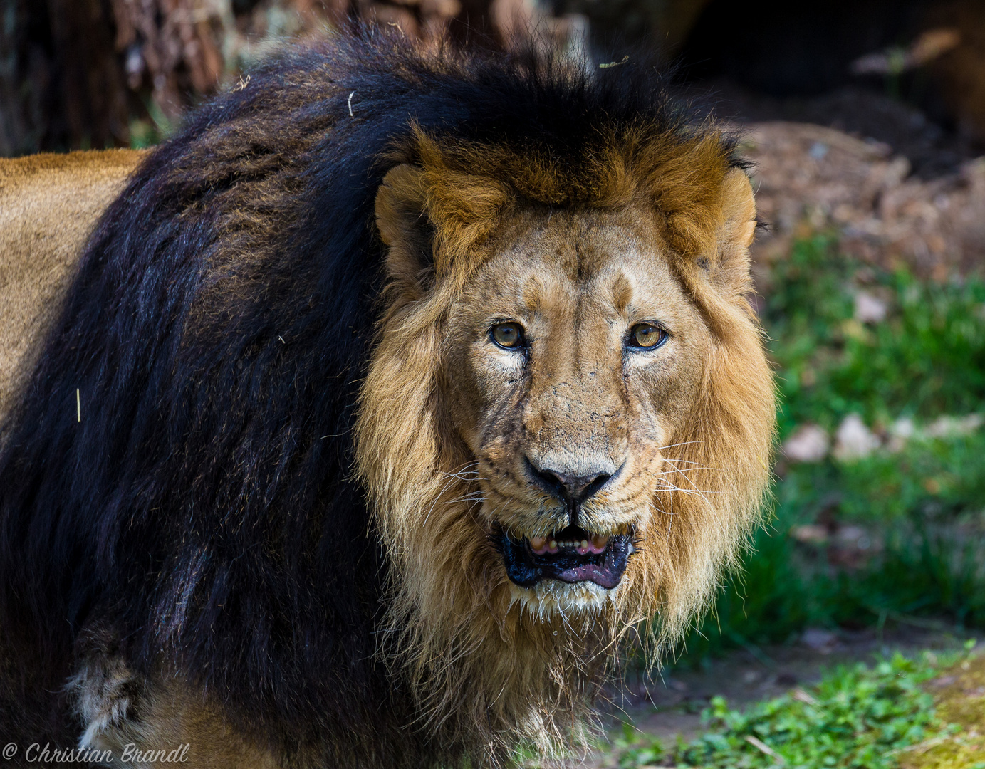 König der Löwen