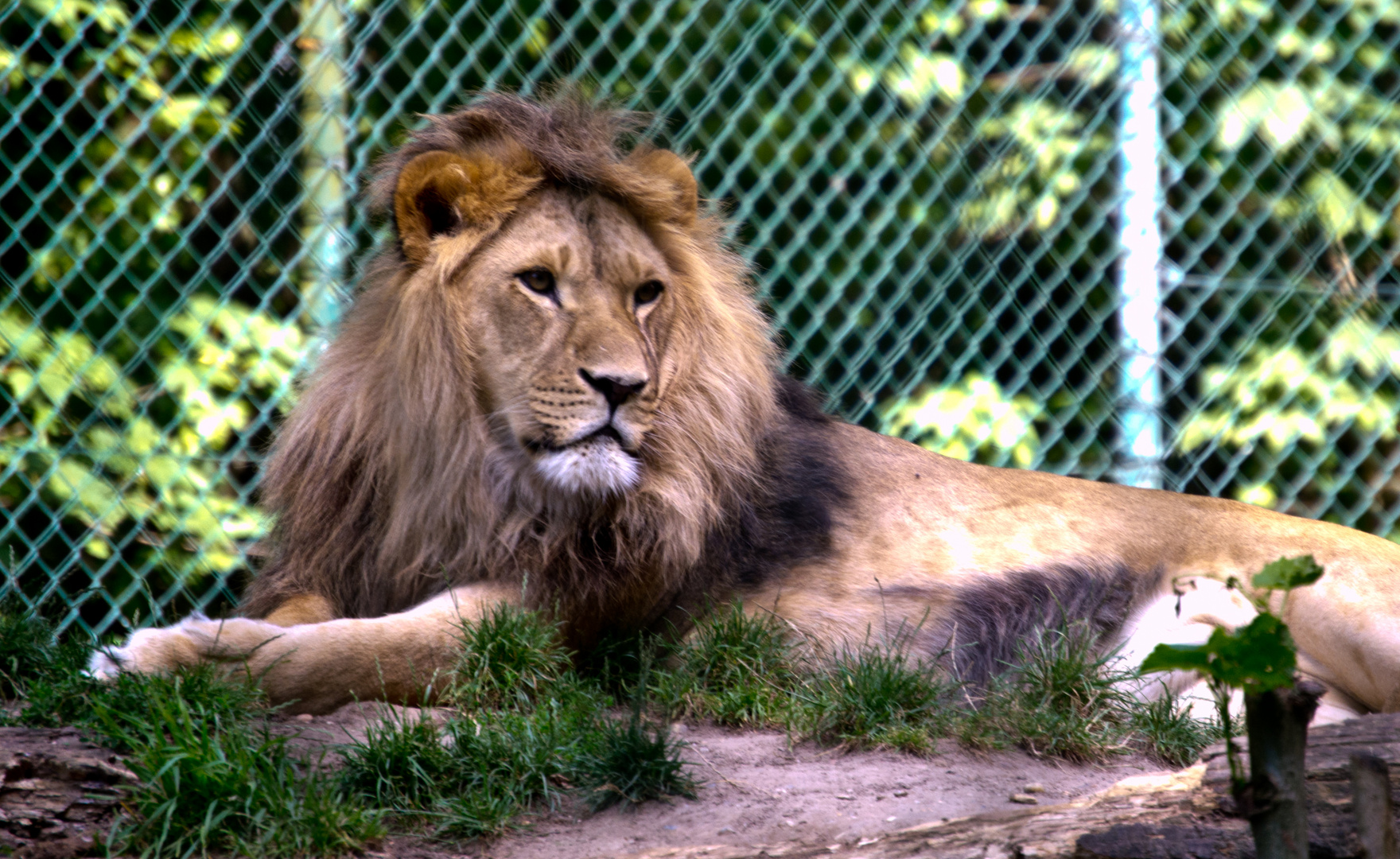 König der Löwen