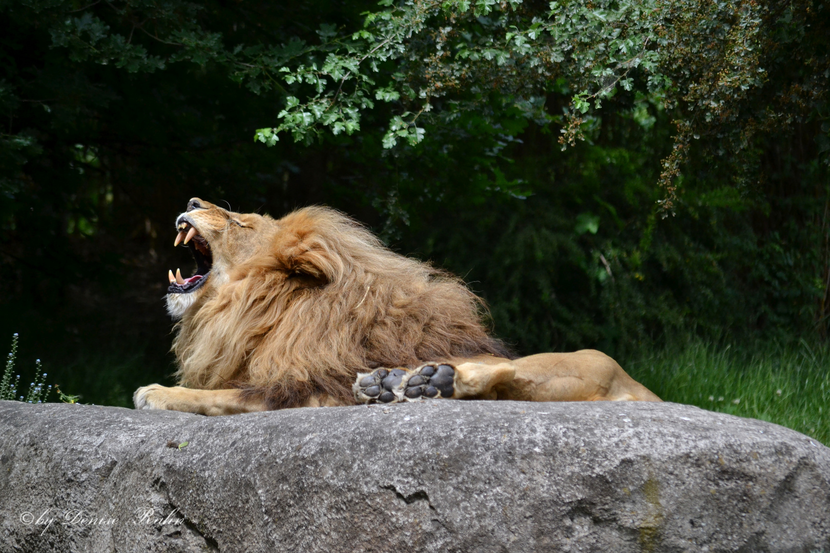 König der Löwen