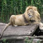 König der Löwen :)