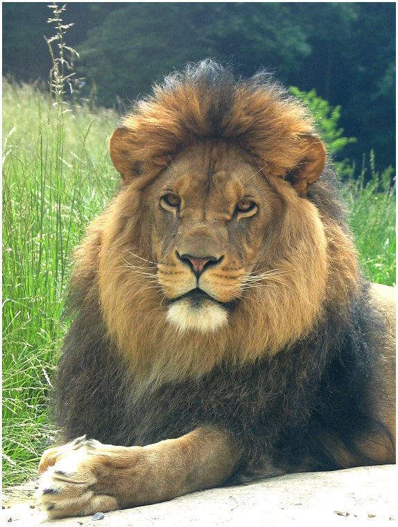 König der Löwen