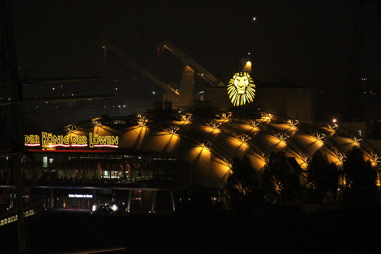 König der Löwen bei Nacht