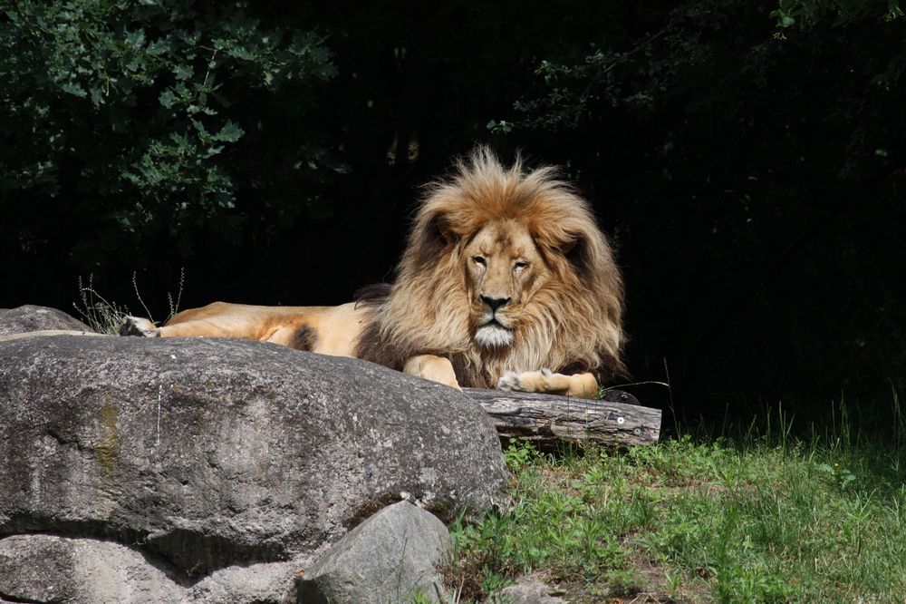 König der Löwen Foto & Bild | tiere, zoo, wildpark & falknerei, säugetiere Bilder auf fotocommunity
