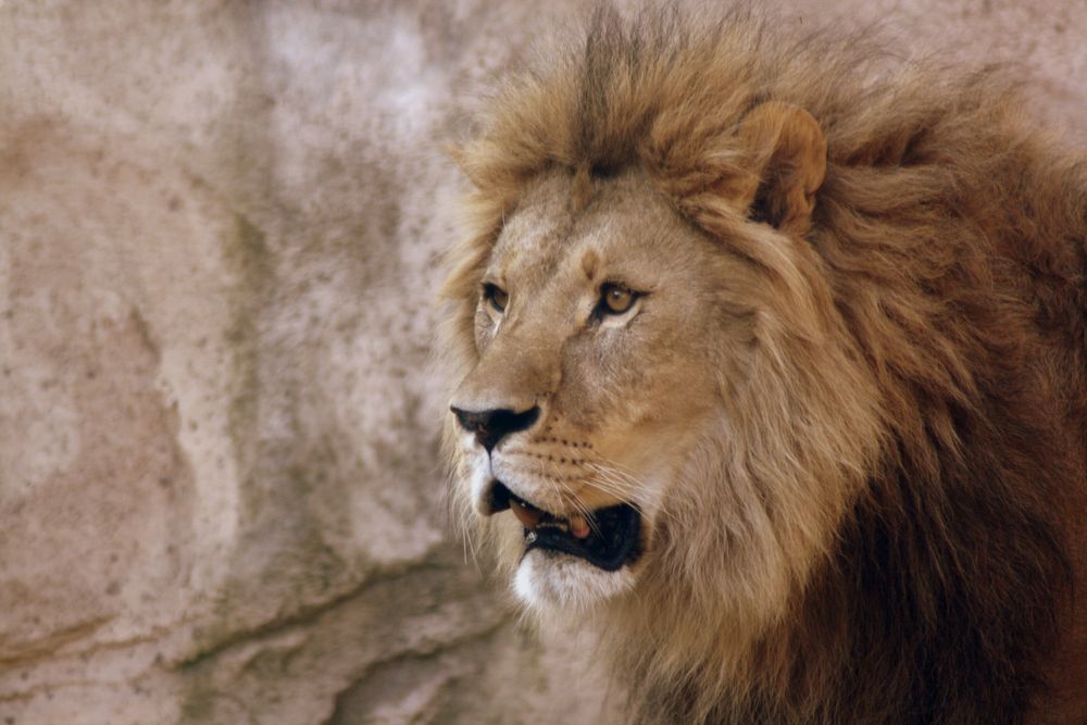 König der Löwen Foto & Bild | tiere, zoo, wildpark & falknerei, säugetiere Bilder auf fotocommunity