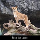 König der Löwen