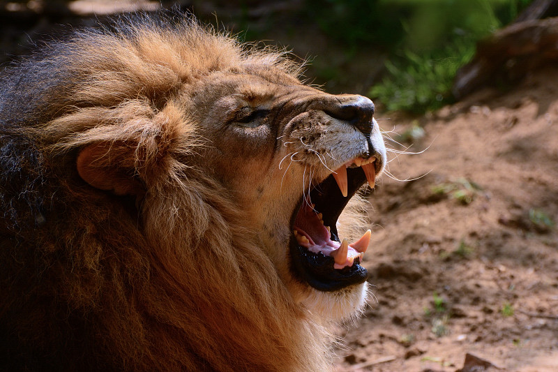 König der Löwen im ZOOM