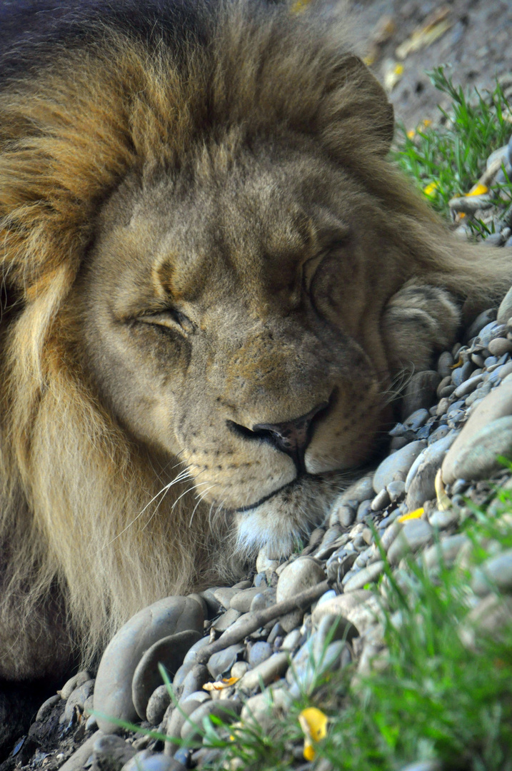 König der Löwen - Lion's Dream