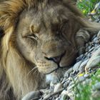 König der Löwen - Lion's Dream