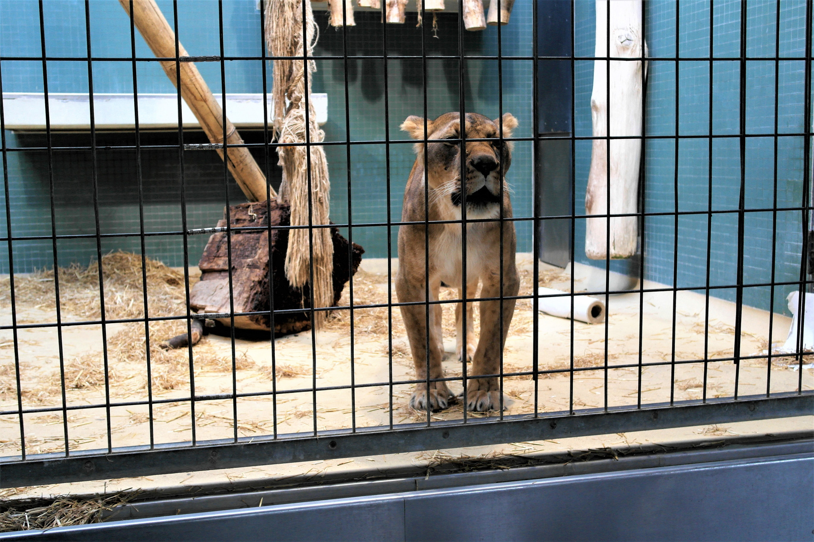 König der Löwen Zoo Berlin
