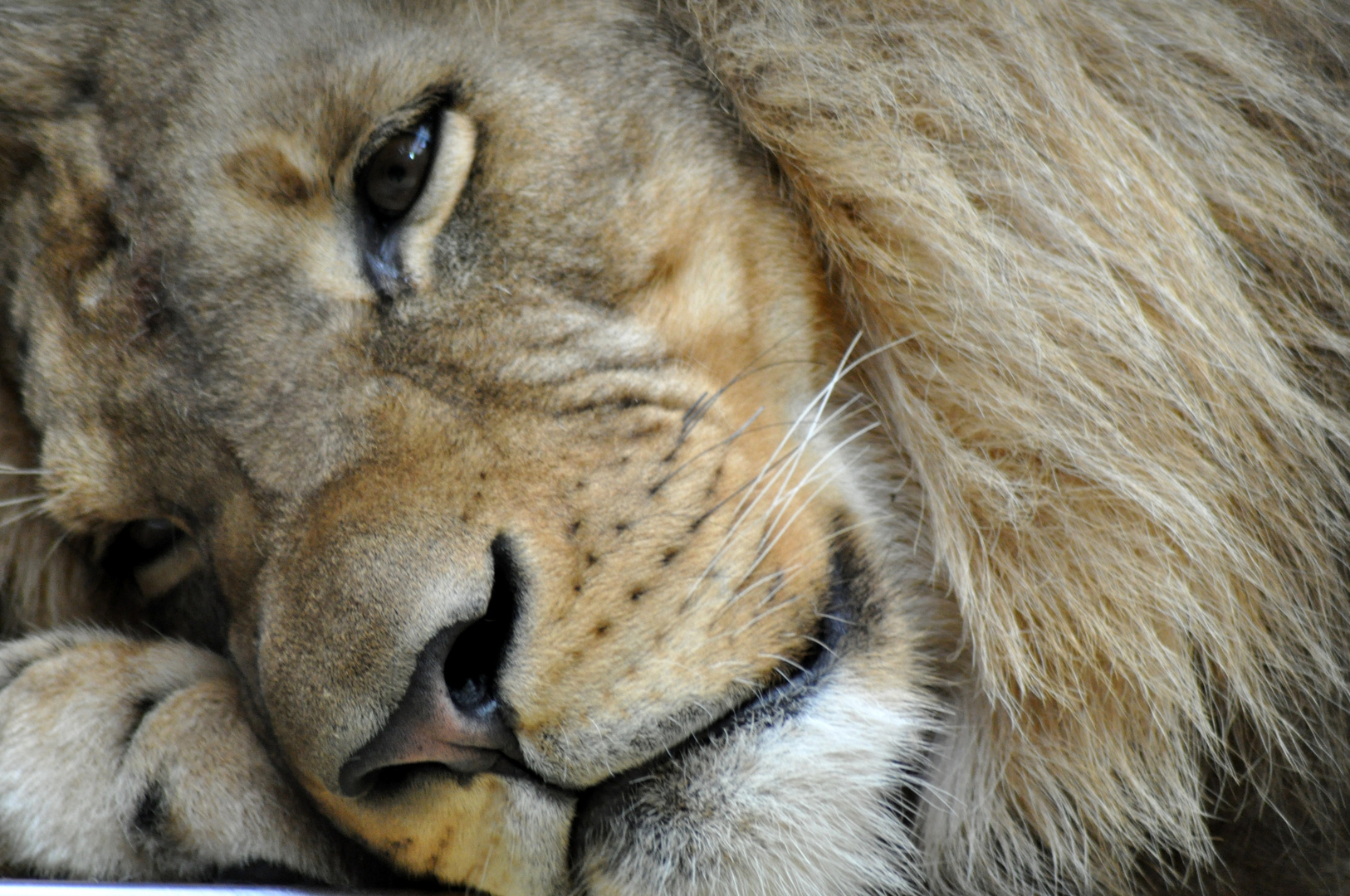 König der Löwen - Zoo Berlin