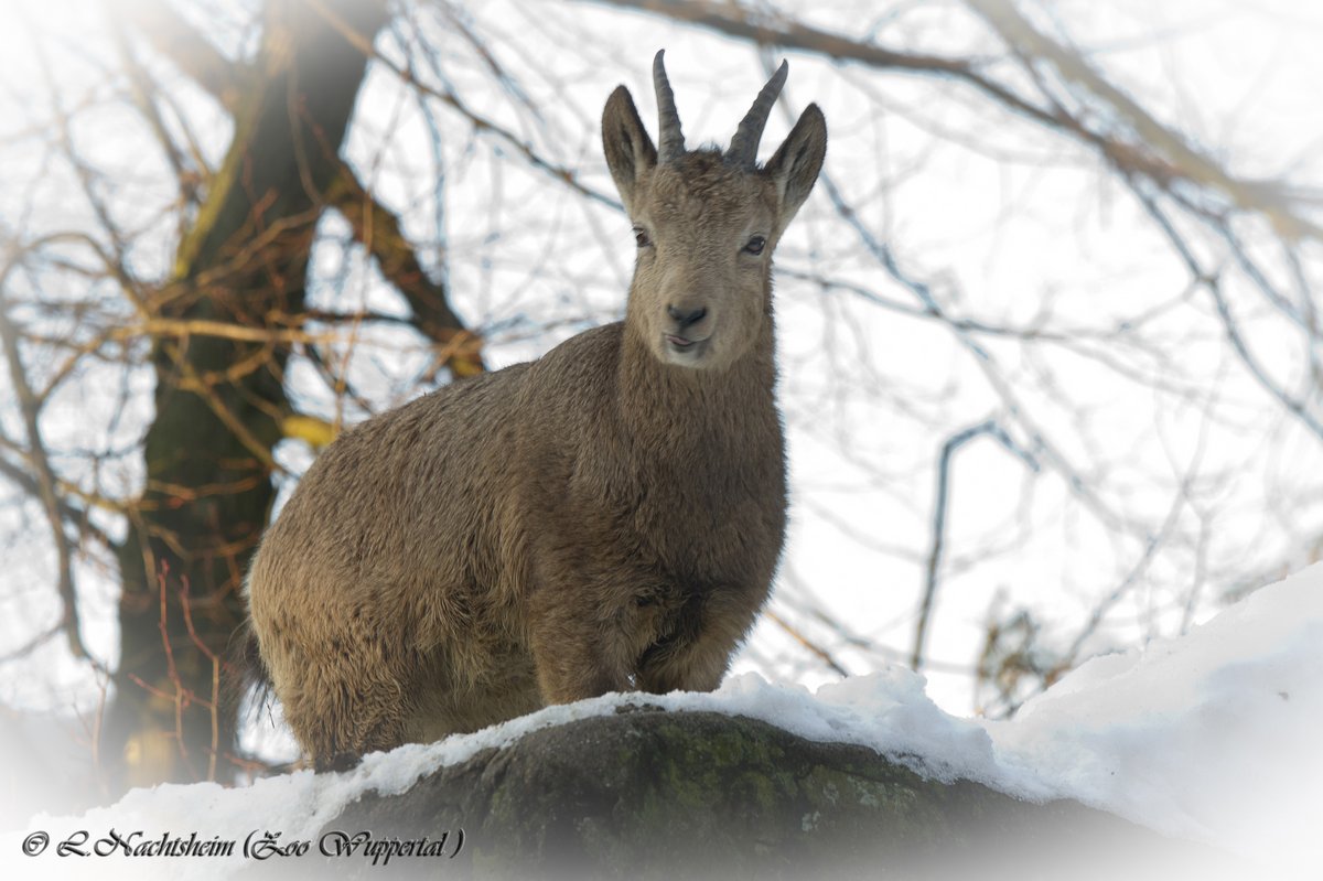 König der Lüfte....