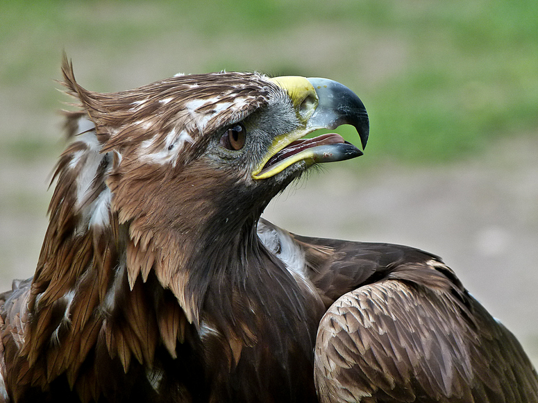 König der Lüfte