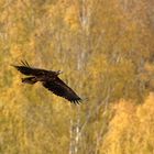 König der Lüfte - Seeadler vor herbstichen Birken