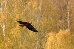 König der Lüfte - Seeadler vor herbstichen Birken