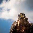 König der Lüfte Stein Adler