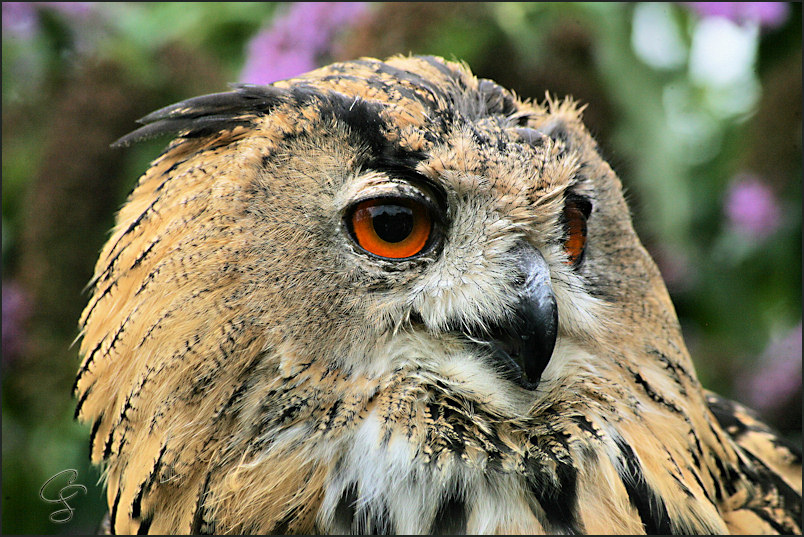 "König der Nacht .... Bubo bubo "