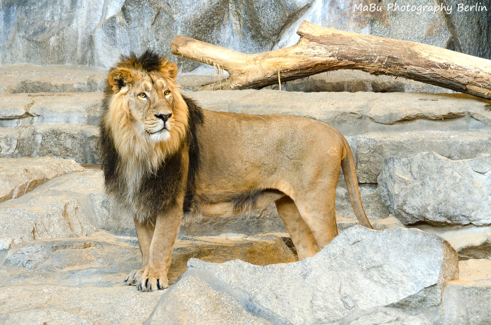 König der Raubkatzen - Der Löwe