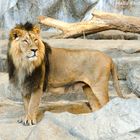 König der Raubkatzen - Der Löwe