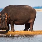 König der Sandbank