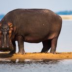 König der Sandbank