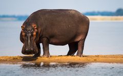 König der Sandbank