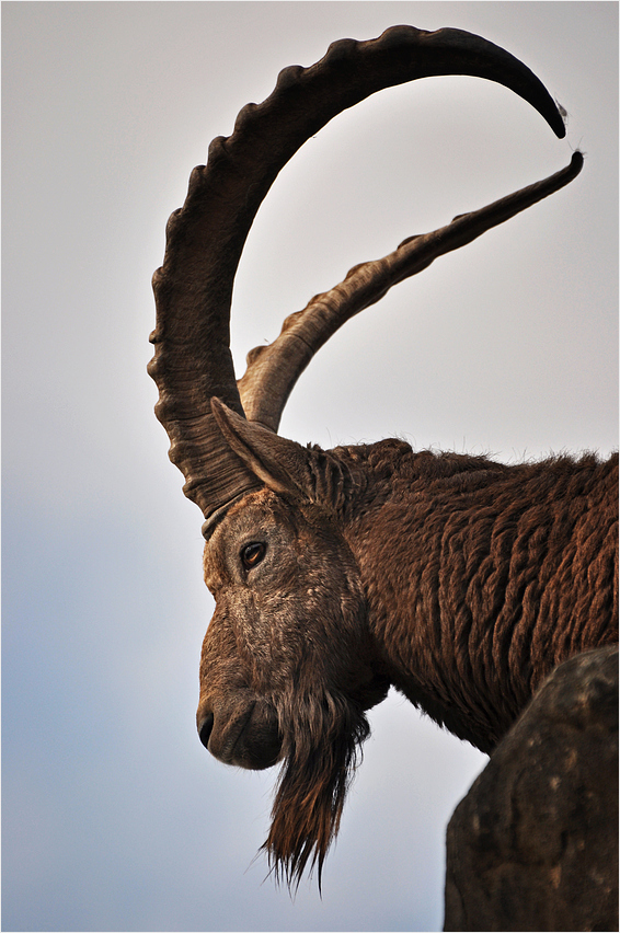 König der Steinböcke