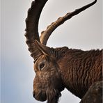 König der Steinböcke