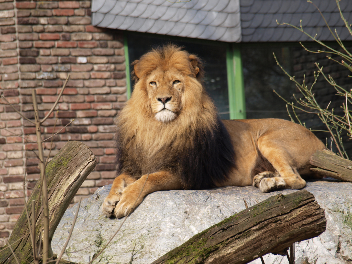 König der Tiere