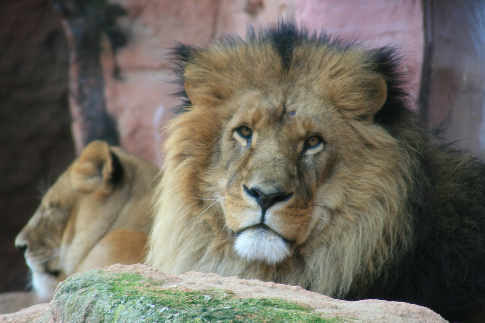 König der Tiere